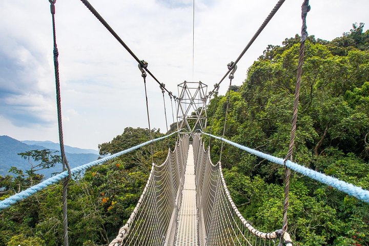 1 DAY CANOPY WALK ADVENTURE IN NYUNGWE NATIONAL PARK.