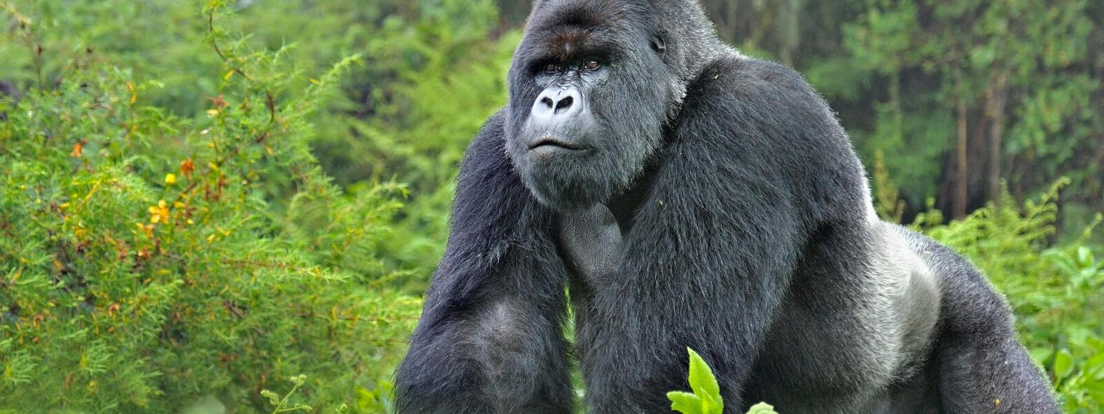 5 DAYS BWINDI NP AND QUEEN ELIZABATH NATIONAL PARK