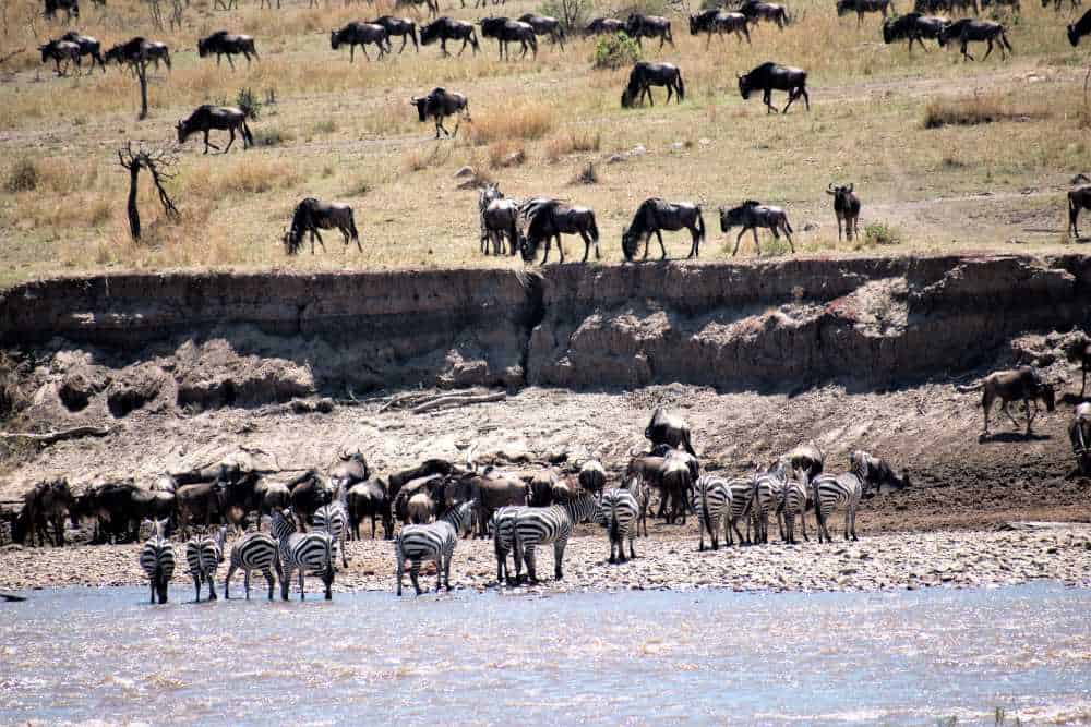 3 DAYS SERENGETI SAFARI