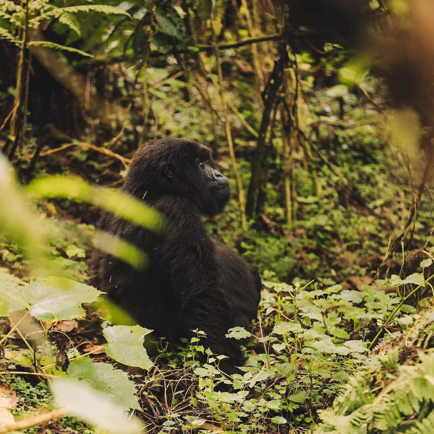 4 DAYS GIRILLA TREKKING SAFARI!!