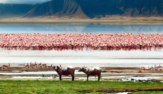 1 DAY NGORONGORO CRATER VISIT