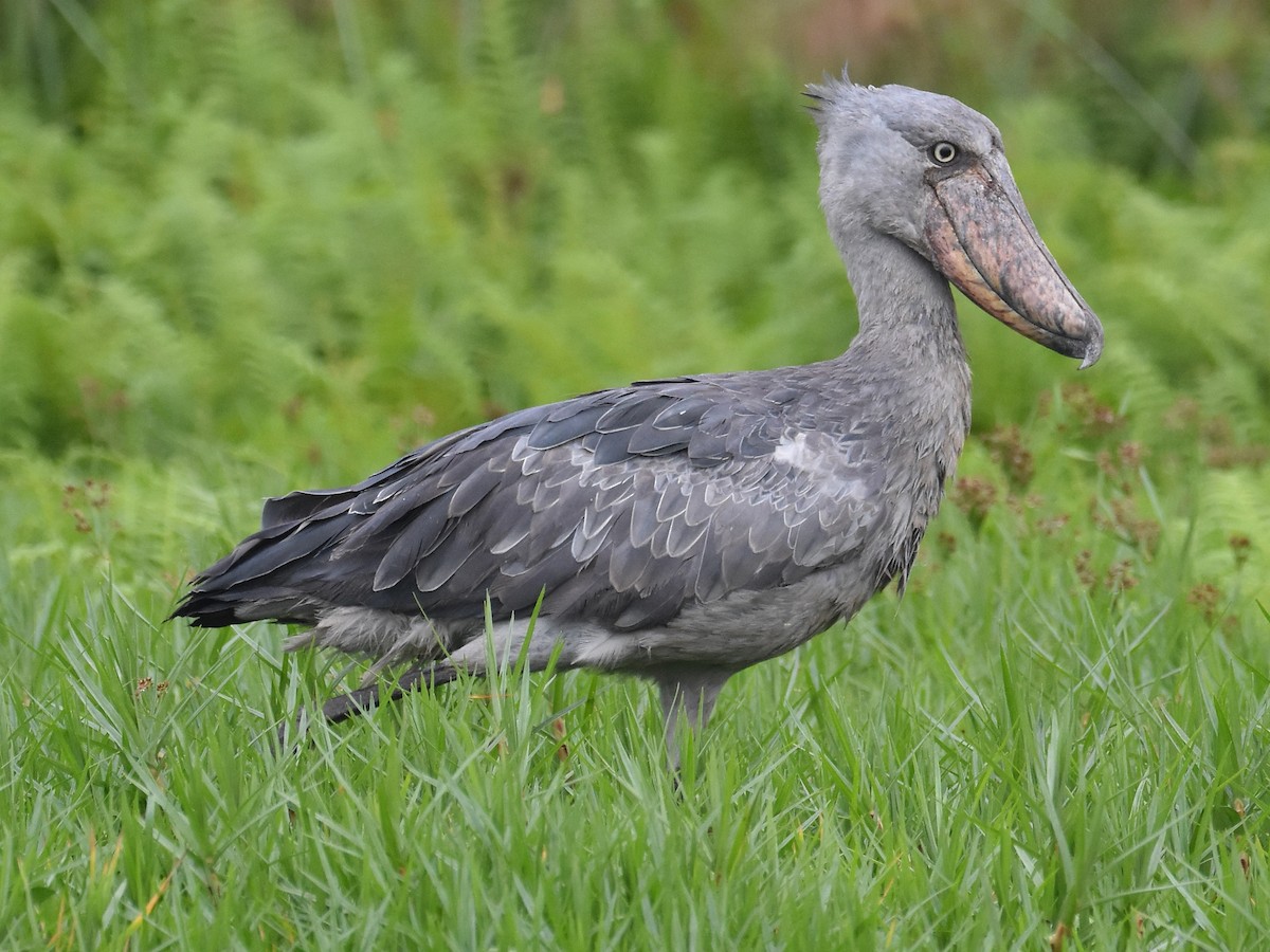 UGANDA NATURE BIRDING SAFARI-22 DAYS AND-21 NIGHTS