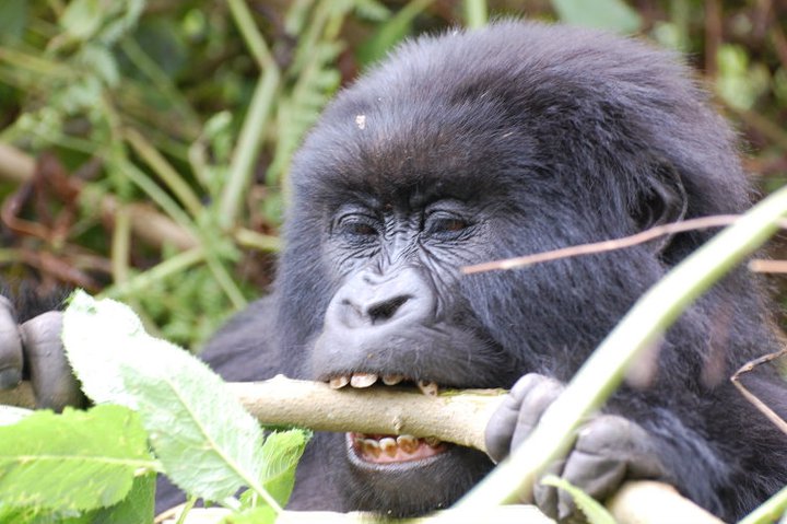 5 DAYS GORILLA TREKKING AND HABITUATION AT RUSHAGA SECTOR.