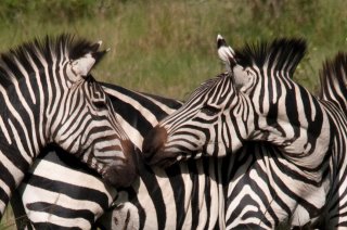 3 DAYS LAKE MBURO NATIONAL PARK.!!