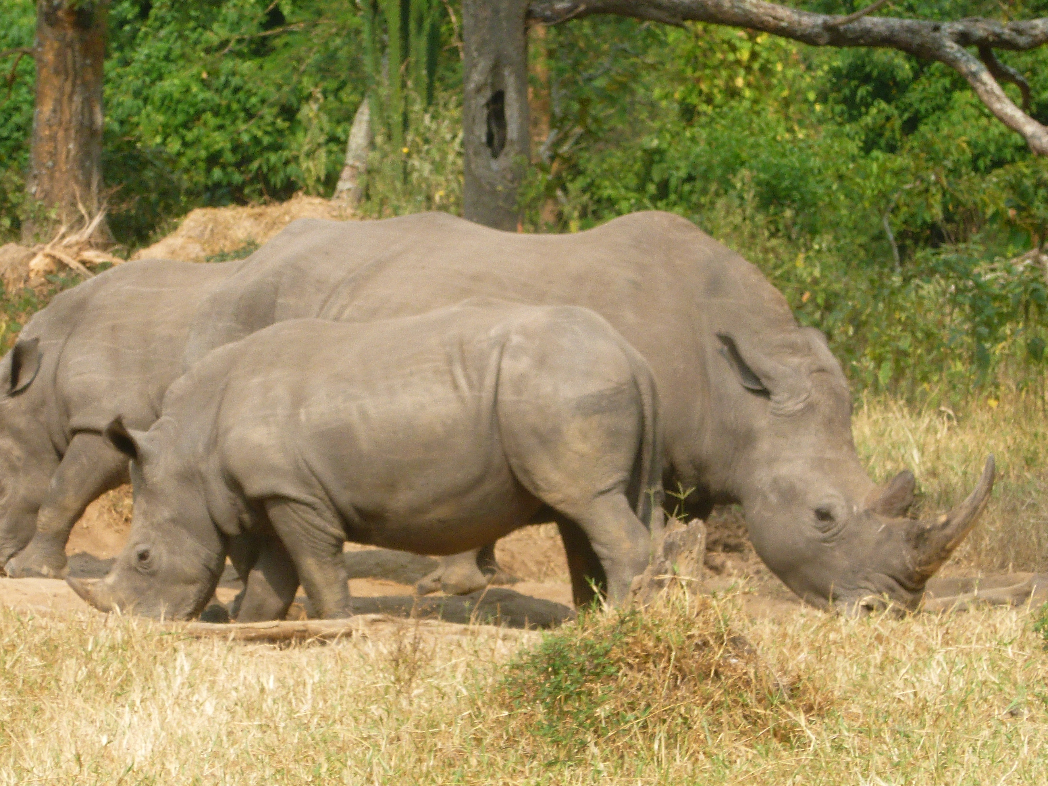 1 DAY AKAGERA GAME DRIVE DRIVE SAFARI!!