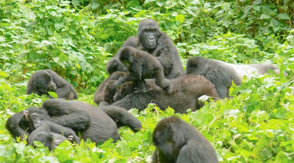 GORILLA SAFARI ADVENTURE-BWINDI NATAIONAL PARK.