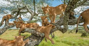 12 DAYS BEST OF THE WEST-UGANDA SAFARI!!