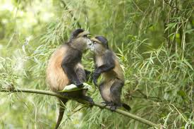 UGANDA, RWANDA AND TANZANIA CLASSIC SAFARI