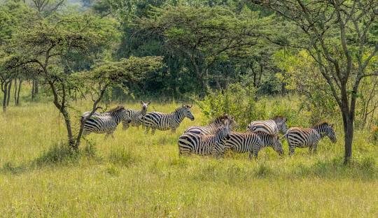 9-DAYS-MEMORABLE SAFARI-LAKE MBURO NP, BWINDI NP, QUEEN ELIZABETH NP AND LAKE BUNYONYI