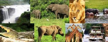 8 DAYS SAFARI