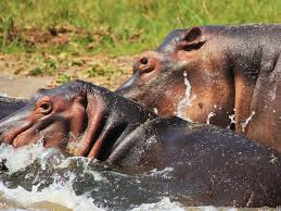 13 DAYS- MABAMBA WETLAND, ZIW, MFNP, KNP,QENP,BINO AND LMNP CLASSIC SAFARI IN UGNDA!!