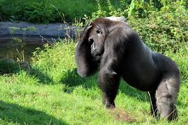 GORILLA EXPRESS-BWINDI SAFARI FOR 4 DAYS!!