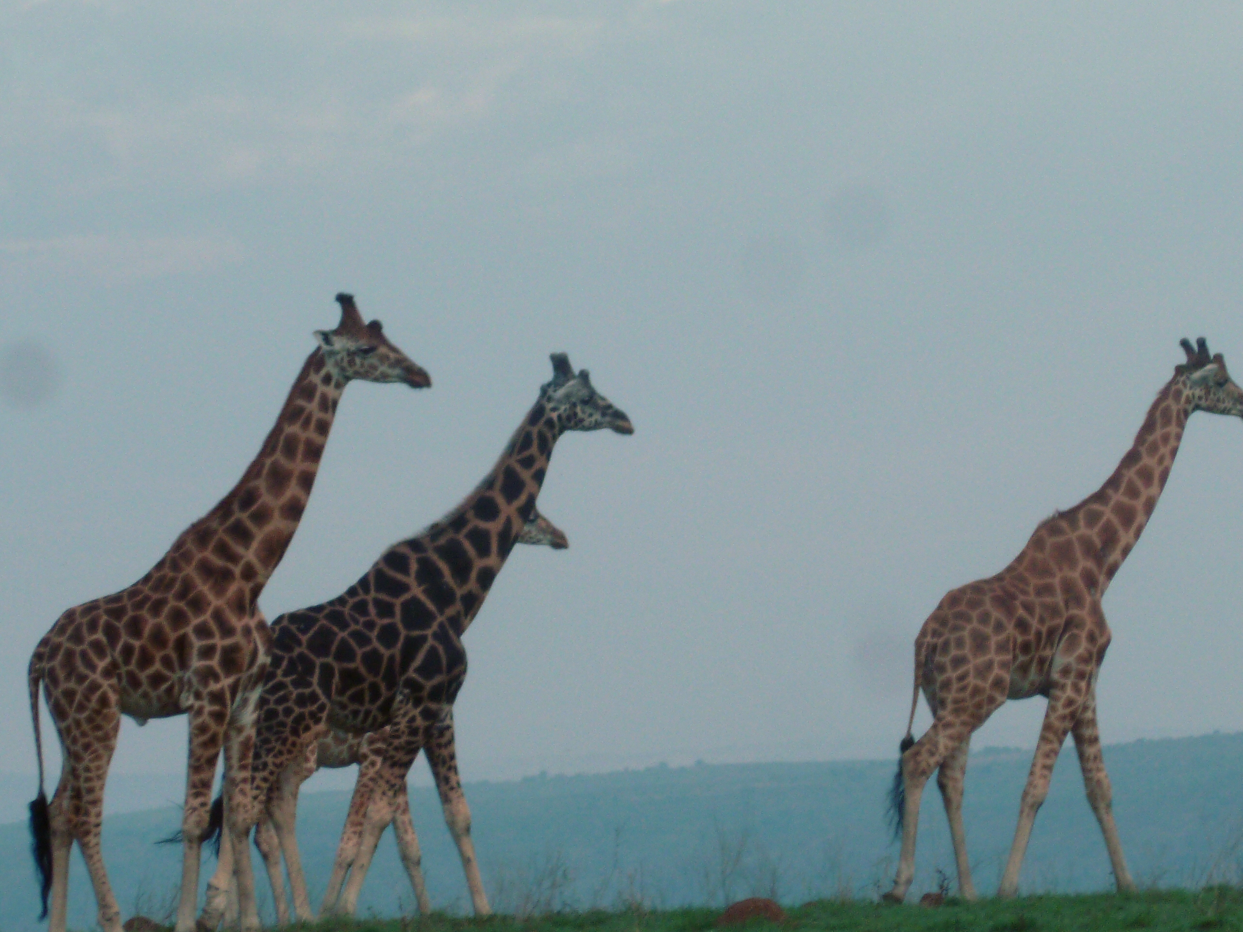 GROUND SAFARI EXPEDITION X 14 DAYS
