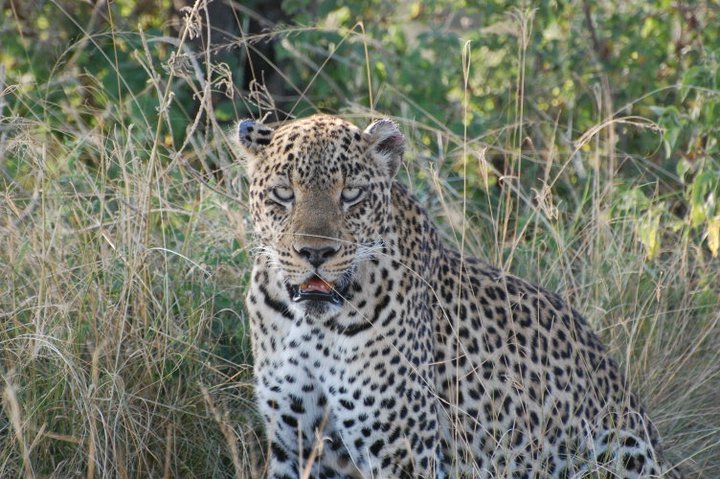 11 DAYS WILDLIFE EXPERIENCE -UGANDA