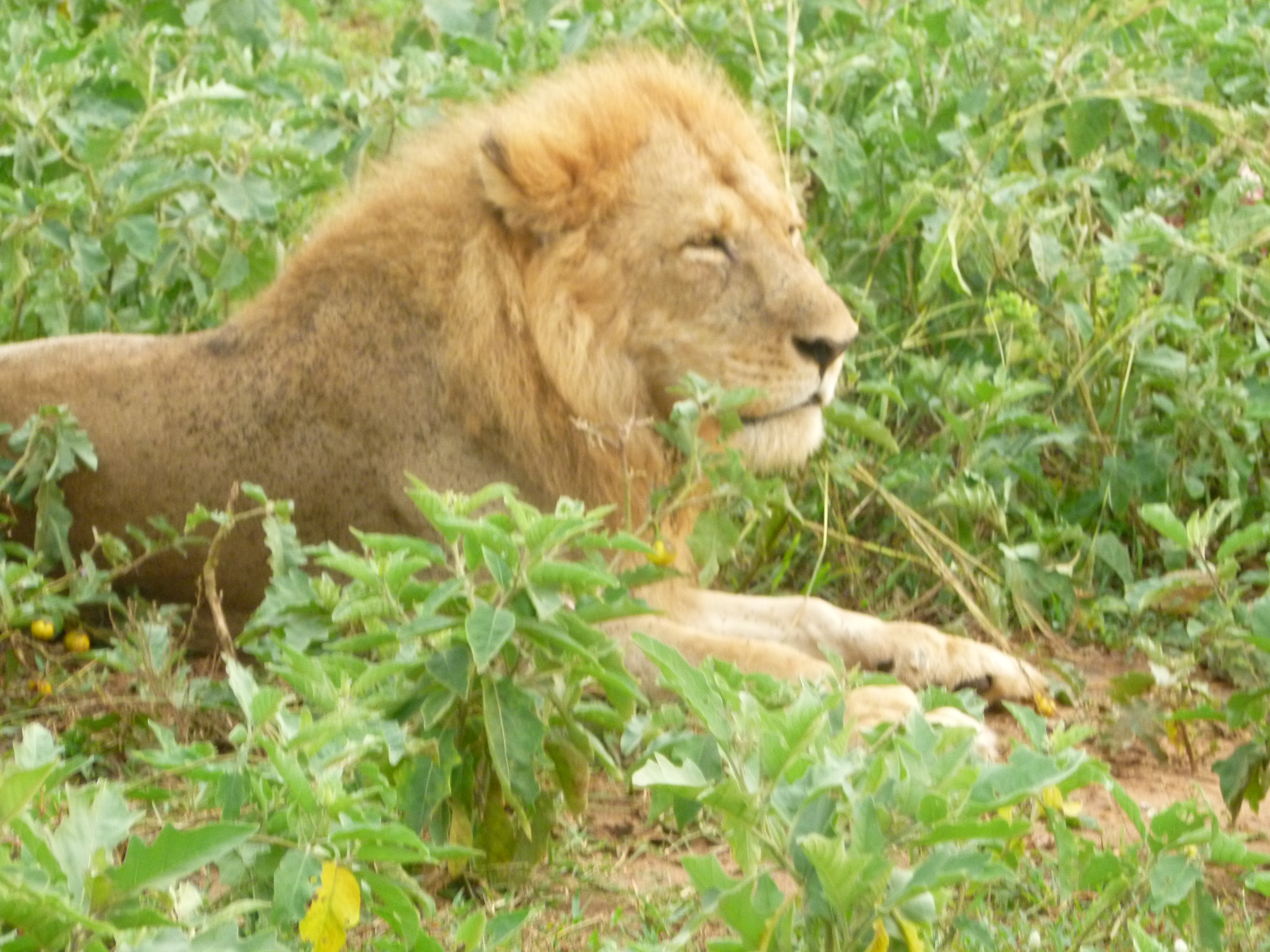 RWANDA ADVENTURE SAFARI TRIP X 14 DAYS