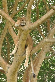 EPIC MEMORABLE SAFARI