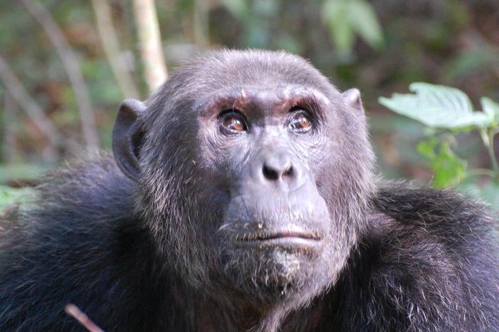 13 DAYS UGANDA GROUND TOUR!!