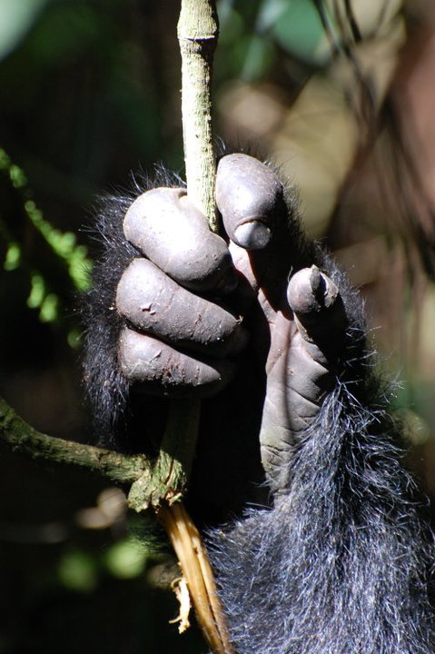 PRIMATE SFARI-13 DAYS