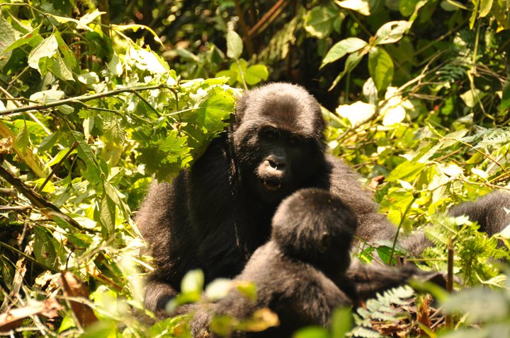 PRIMATE WALK IN RWANDA-6 DAYS