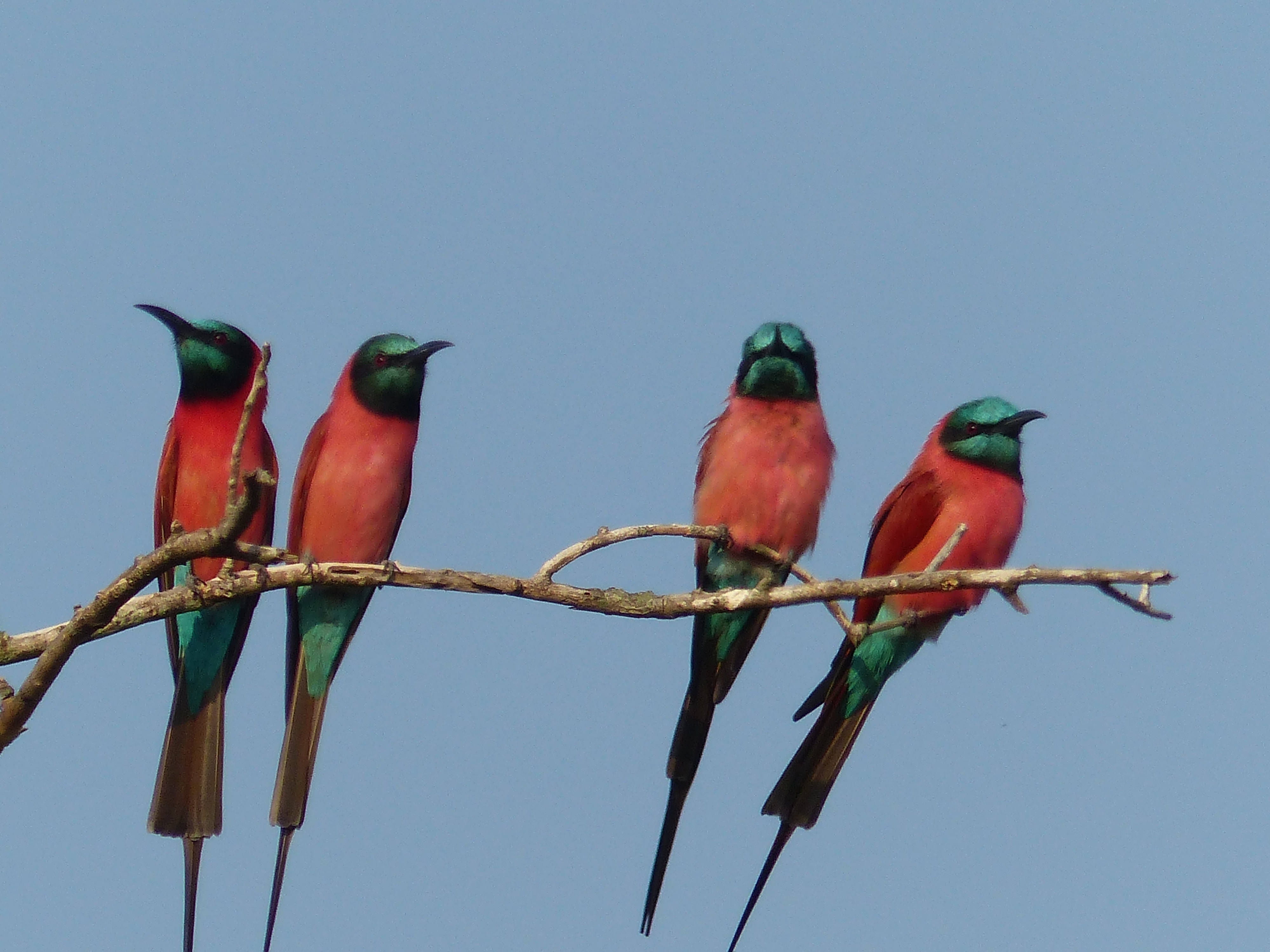 12DAY-ADVENTURE BIRD WATCHING SAFARI