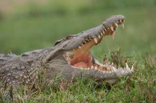 15 DAYS ADVENTURE TRAILS SAFARI!!