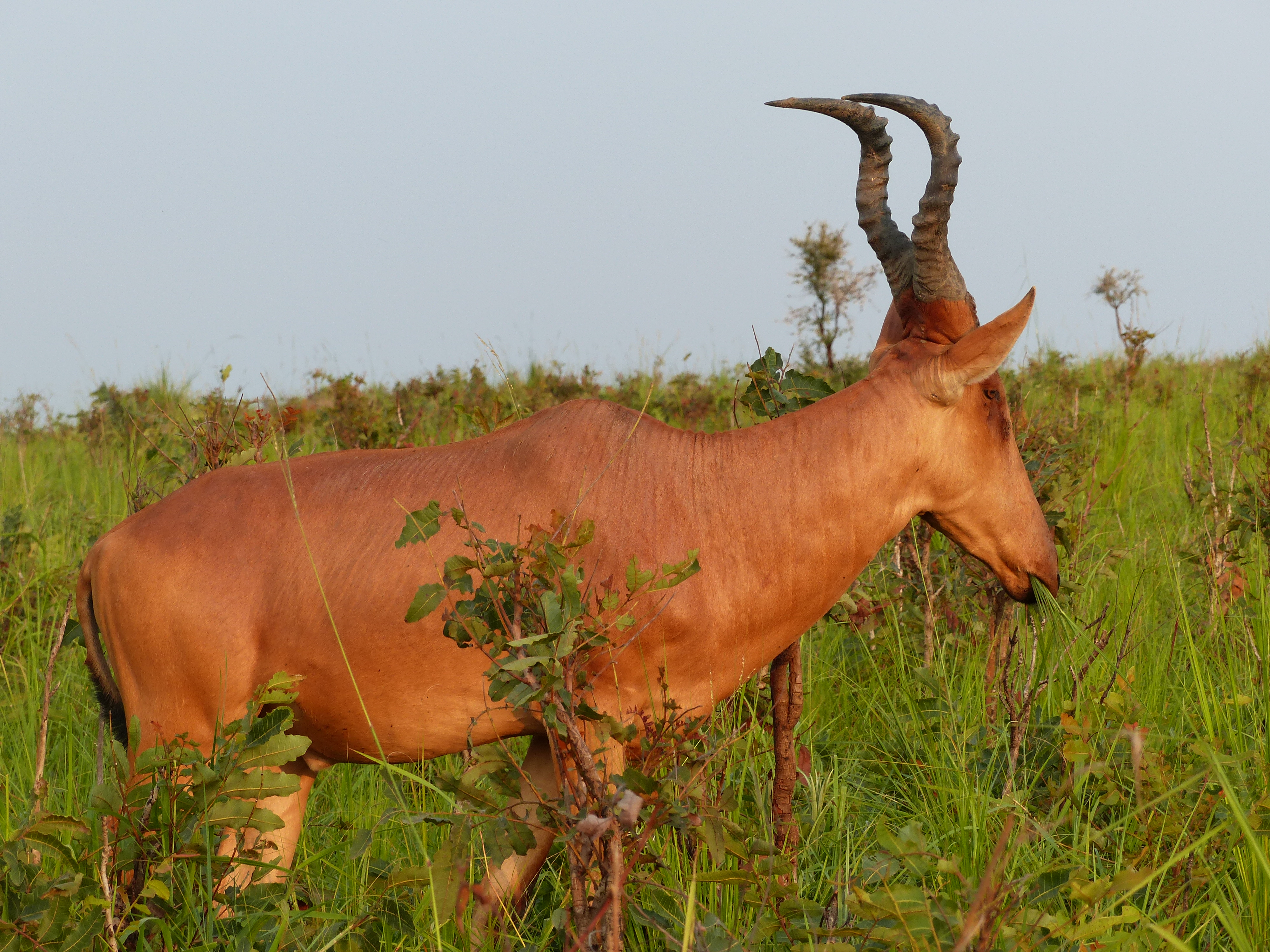 8 DAYS UGANDA LUXURY ADVENTURE SAFARI