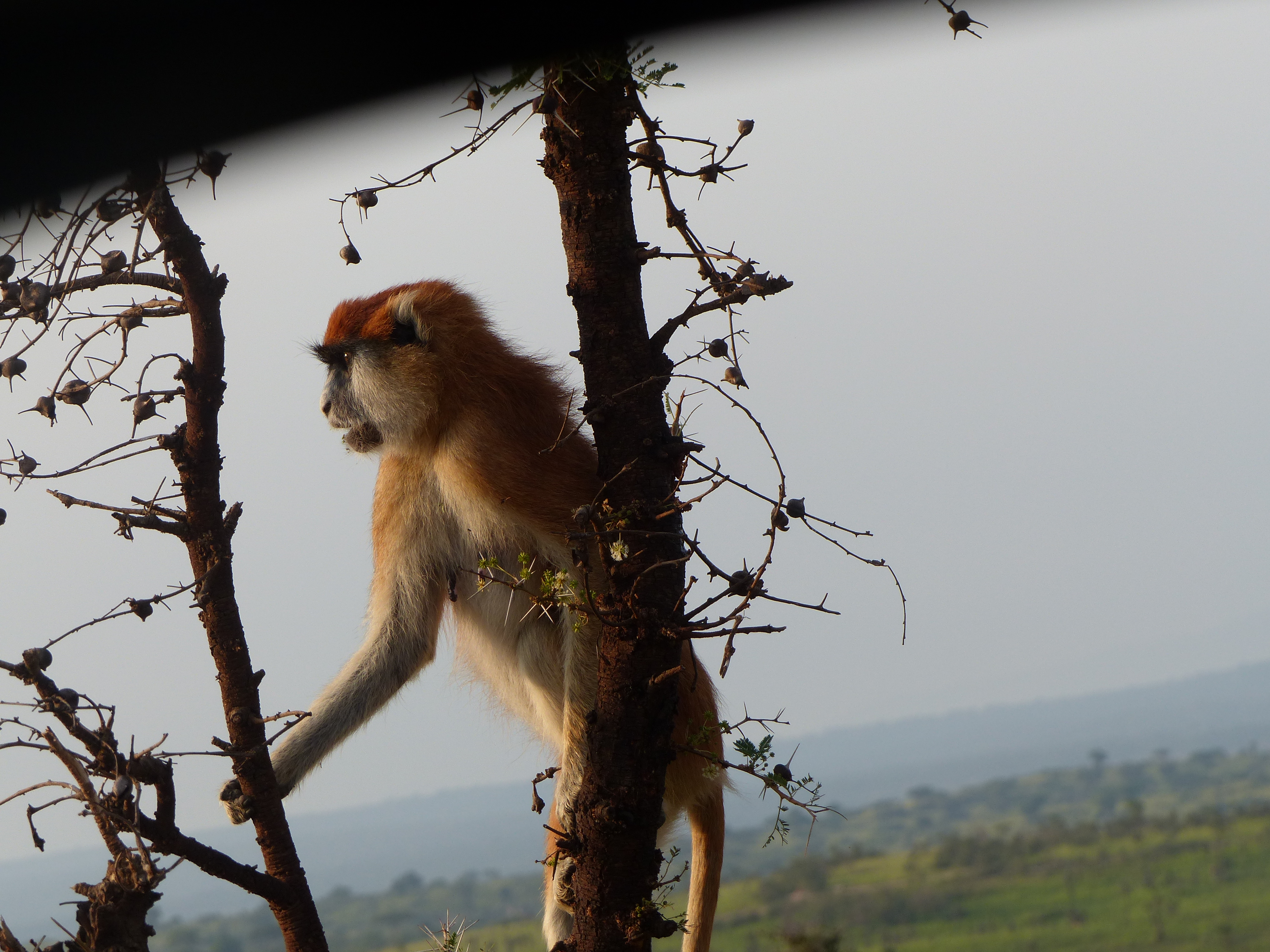 7 DAYS CLASSIC RWANDA SAFARI