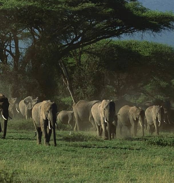 Amboseli National Park