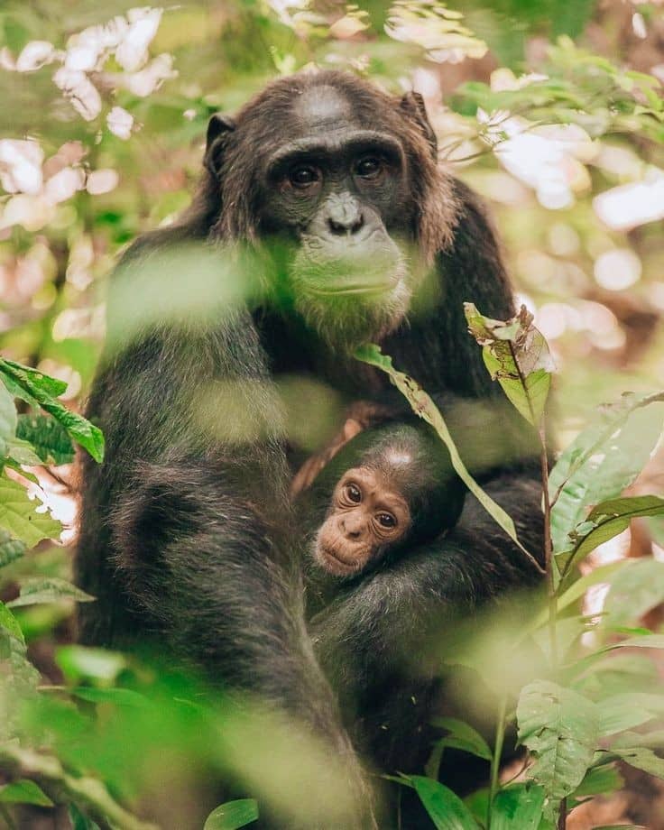 Kibira National Park