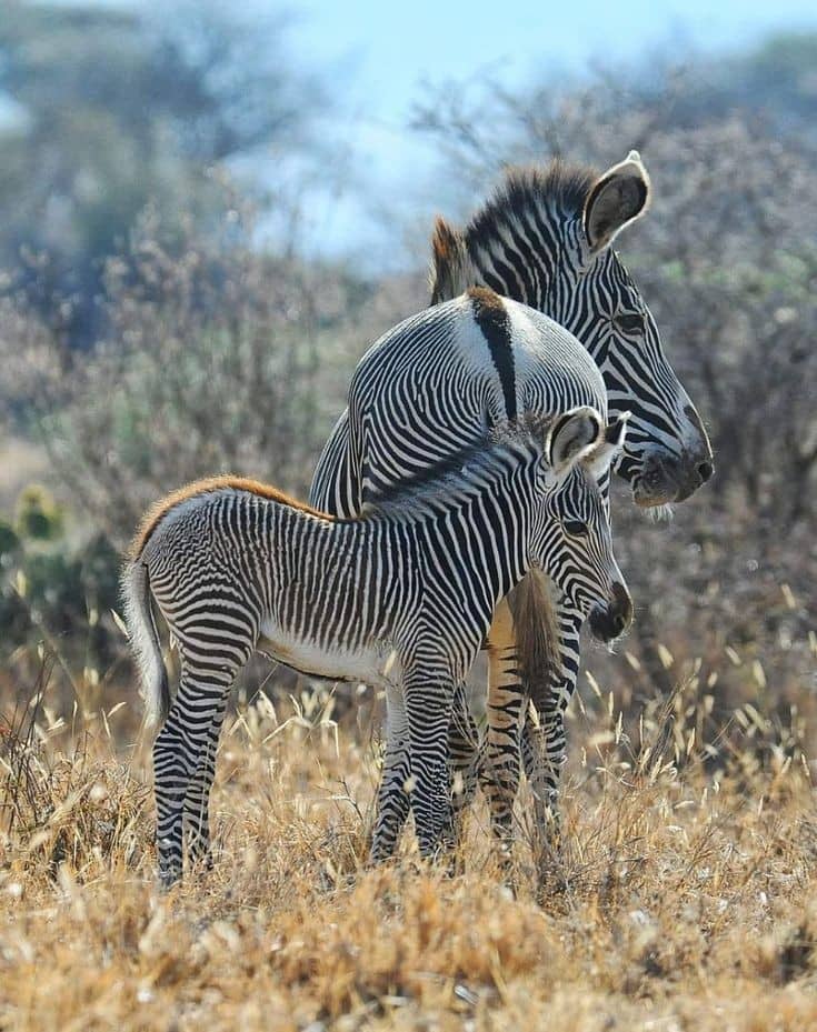Samburu National Reserve