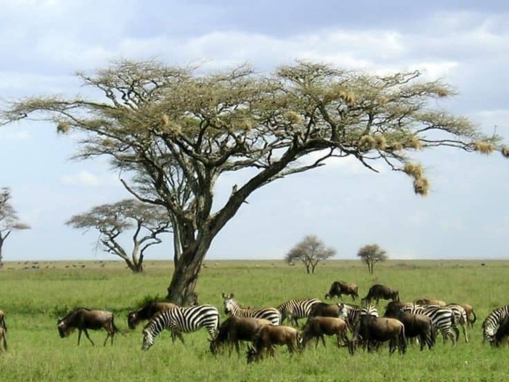 Selous Game Reserve