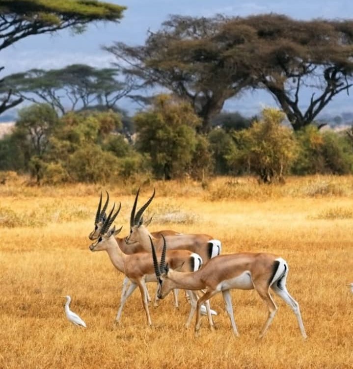 Tsavo National Park